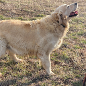Photo of Aspen the Golden Retriever