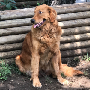 Photo of Bae the Golden Retriever
