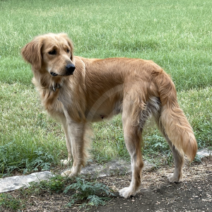 Photo of Indigo the Golden Retriever