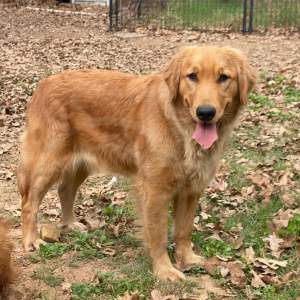 Photo of Midge the Golden Retriever