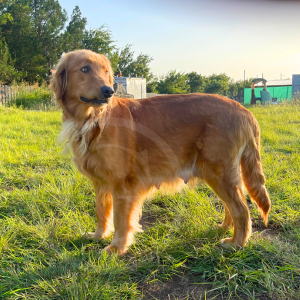 Photo of Sawyer the Golden Retriever