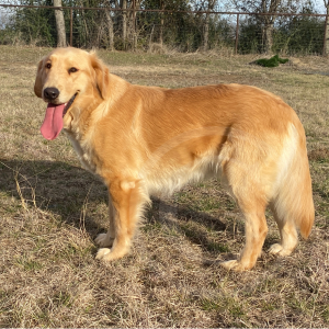 Photo of Timber the Golden Retriever